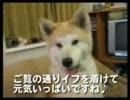 動画-犬・猫・ペットの健康グッズ　イフペンダント体験報告１２