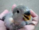 鳥三昧