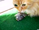 隻眼の猫が鳥を食べる