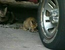 母猫の獲って来た鳥を食べる子猫
