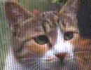 通い猫がまだなつきません。