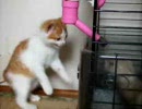 子猫を撮ってみた。Vol.03