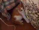 子猫を撮ってみた。Vol.02