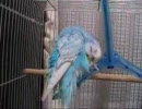 ひたすら羽繕いするセキセイインコ