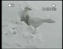 雪の中で遊ぶオコジョさん