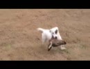 わんこがシカの頭を咥えてきたよ