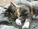 かなりテンションが上ｗがｗるｗクラシック曲【猫】