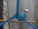 ごにょごにょインコ　その２