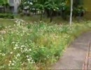 【CX1】うｐ主と散歩　Part1【ご近所撮影】