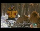 シベリアトラの捕食を間近で解説