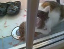ネコがウサギを捕まえた、飼い主はヒスパニック系