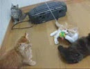 こはる日和　長毛子猫たちネコジャラシで遊ぶ