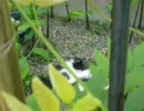 猫が増殖した！！