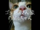 ゴッシュさん家のmieちゃん