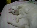 ぬこ