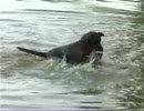 ブルータス君、池に飛び込み魚を捕まえた