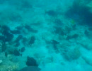兄島海中公園で餌付け