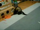 ボクは強いぞ！