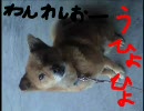 メタファリカの犬が撮る！実況動画ＩＮペーパーマンpart05