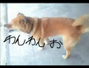 メタファリカの犬が撮る！実況動画ＩＮペーパーマンpart0６