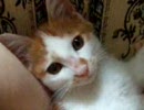 子猫を撮ってみた。Vol.04