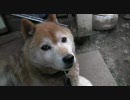 【画質テスト】うちのわんこ