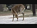 ギルガメッシュ - 奈良県