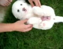 ピレニーズの赤ちゃん