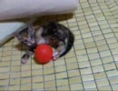 淀川河川敷で保護した子猫