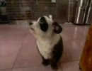 【(∪^ω^)】パンダ犬【わんわんお】