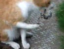 ヌコvsカニ