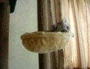 猫、気になる部分