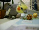 我が家のオカメ。３