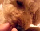 なめ犬