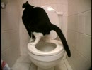 トイレの訓練をするナンバー２の猫