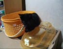 里親になりました。