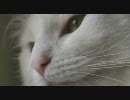 ノル3匹 #250「E-P1でぬこ様のどアップを撮ってみた」