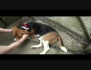 ビーグル