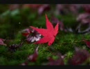 スーパー　紅一葉　