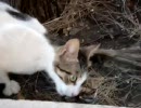 猫、鳥食ってたら水かけられた