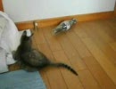 テンションがあがった猫