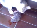 おしりかじり猫