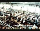 【金将】ＴＶＣＭ　カネマサクリーム　２００８年最終版(30秒ver)