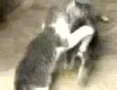 こねこ拳法　じゃれあいこぬこ