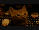 みかん８