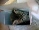 屋根裏から出てきた三匹の子猫その15真夏にのびる猫