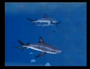 【サメ　in　水族館】ＥＶＥＲ ＢＬＵＥ２を実況プレイ　その１４