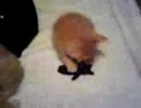 仔猫６