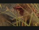 ハイエナはいつも生きたままで食う
