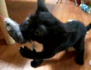猫とネズミのおもちゃ